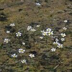 Ranunculus sphaerospermus