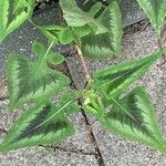 Persicaria chinensis Leaf