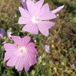 Malva alcea Kukka