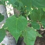 Croton megalobotrys Leaf