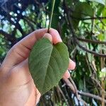 Cissus repens Blatt