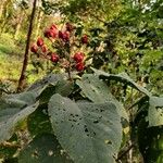 Clerodendrum infortunatum Blad