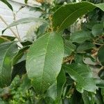 Osmanthus fragrans List