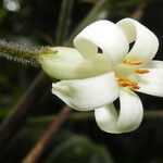 Pittosporum pronyense Flower