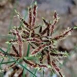 Cyperus longus Квітка