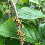 Hamamelis japonica Blüte