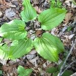 Dioscorea villosa Blad