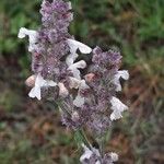 Nepeta nepetella Fleur