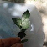 Murraya paniculata Leaf