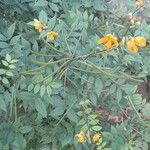 Senna occidentalisFlower