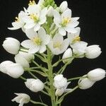 Ornithogalum pruinosum Flor