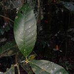 Bonafousia macrocalyx Folla
