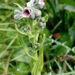 Cynoglossum creticumBlodyn