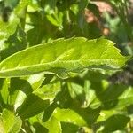 Duranta erecta Leaf