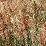 Penstemon centranthifolius Хабит