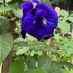 Clitoria ternateaFlower