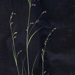 Themeda anathera Elinympäristö