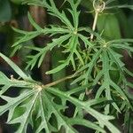 Jatropha multifida Blad