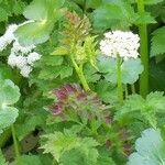 Oenanthe sarmentosa Flower