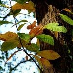 Castanea sativa Лист