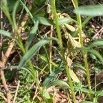 Erigeron acris Leaf