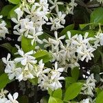 Trachelospermum jasminoides Květ