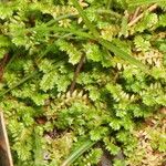 Selaginella apoda Deilen