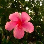 Hibiscus fragilis Blomma