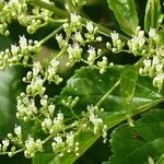 Premna quadrifolia Flor