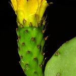Opuntia ficus-indica പുഷ്പം