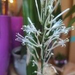 Sansevieria canaliculata Λουλούδι