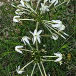 Amsonia longiflora Квітка