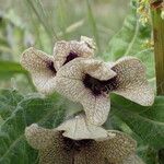 Hyoscyamus niger Çiçek