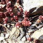 Sedum andegavense 葉