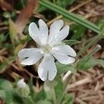 Silene latifoliaFlower