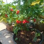 Capsicum chinenseᱡᱚ