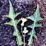 Sonchus asper Blatt