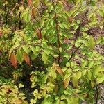 Hymenocardia ulmoides Hoja