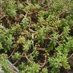 Sedum albumLeaf