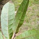 Licania macrophylla 葉
