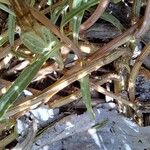 Amaranthus muricatus Bark