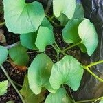 Cucumis melo Φύλλο