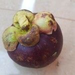 Garcinia mangostana Vrucht