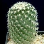 Pediocactus simpsonii Yeri