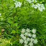 Chaerophyllum temulumKwiat