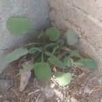 Sonchus tenerrimus Leaf