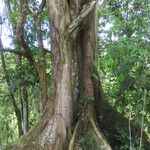 Ficus insipida Агульны выгляд