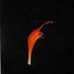 Aeschynanthus hookeri Цвят