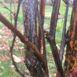 Parthenocissus henryana Bark