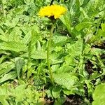 Taraxacum campylodes Лист